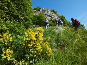 13 fiori di ginestra...